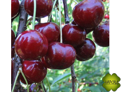 Вишня "МУЗА" (вкусная и неприхотливая) (саженец 1 год)