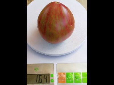 Томат Волшебная Радуга