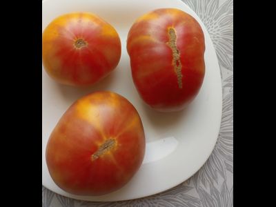 Томат Коралловая королева (Coral Queen)