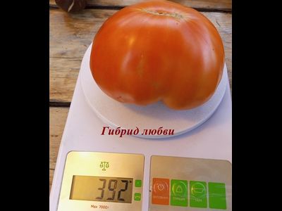 Томат Гибрид любви