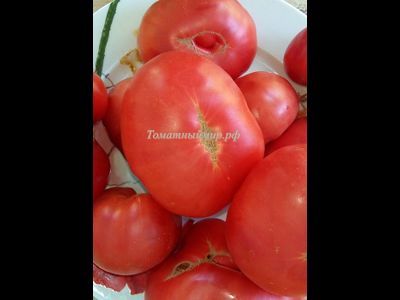 Томат Бой-бой (Boy-boy)