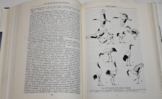 Птицы СССР. Курообразные, журавлеобразные. Л.: Наука. 1987г.