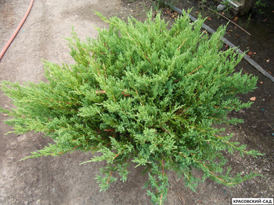 Можжевельник казацкий Там Ноу Блайт - Tam No Blight