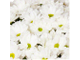 7 кустовых белых хризантем