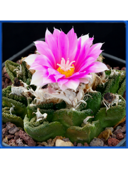 Ariocarpus fissuratus v. hintonii PP 352