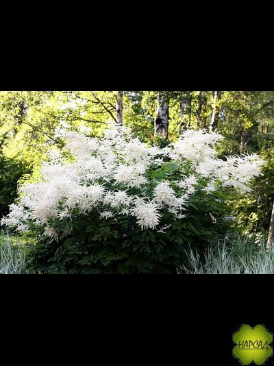 Волжанка обыкновенная (двудомная, лесная)