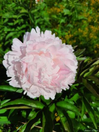 Paeonia Rose Marie Lins