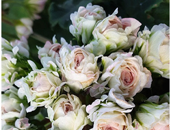 Пеларгония Ю-Царская Невеста