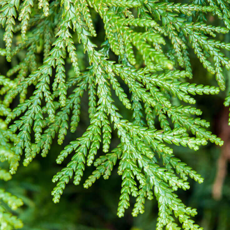 Туя западная, белый кедр (Thuja occidentalis), лапки (10 мл) - 100% натуральное эфирное масло