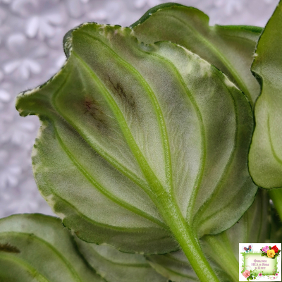 LV-Девятый Вал (Л. Шевелева) 2024 г. трейлер (пестролистный клакамас)