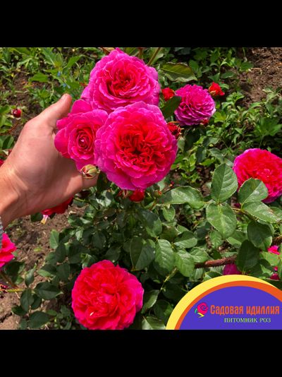 Габриэль ОАК (Gabriel OAK)