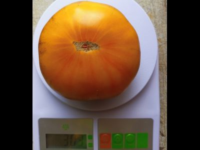 Томат Чупа-чупс (Chupa-Chups)