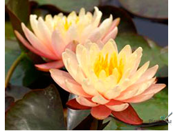 Нимфея Мангкала Убол