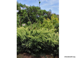 Можжевельник Холгер - Holger