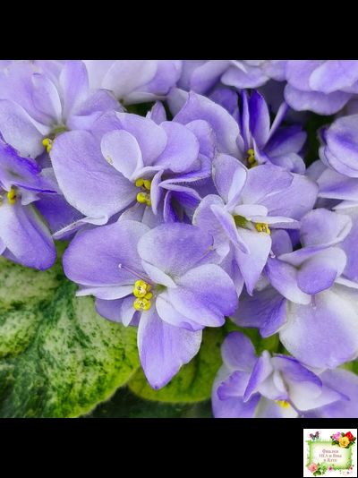 Rob's Wascally Wabbit (R. Robinson) (10983) 05/16/2018