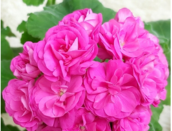 П268 Пеларгония ТА Франсуаза укорененный черенок