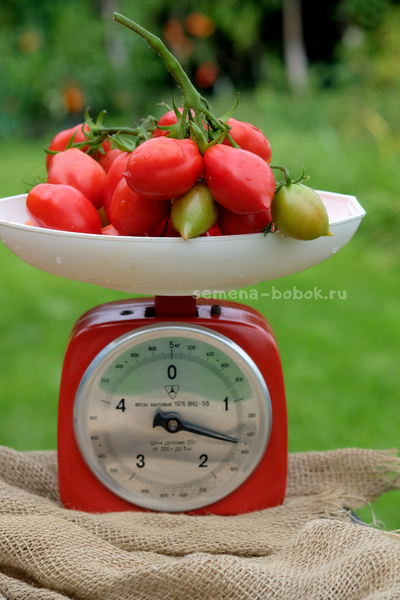 Томат Новинка Приднестровья, 10 шт