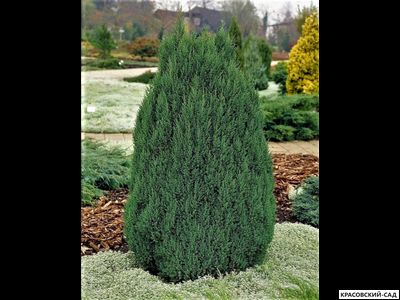 Можжевельник Обелиск - Obelisk