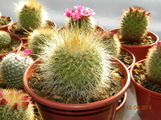 Mammillaria spinosissima (ж.дл.к) - 5 семян