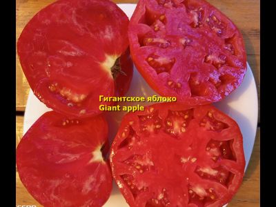 Томат Гигантское яблоко (Giant Apple, Сербия)