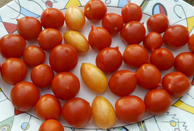 Справа Гераниум кисс 2