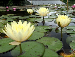 Нимфея Иннер Лайт