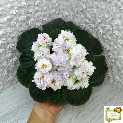 РМ-Прекрасный Жемчуг (Н. Скорнякова) 2022 г.