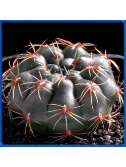 Gymnocalycium erolesii SNE 04-017-169
