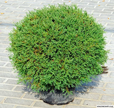 Туя Мистер Боулинг Болл - Mr. Bowling Ball