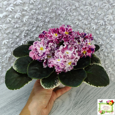 ТФ-Confetti (Т. Фурлетова) 2024 г.