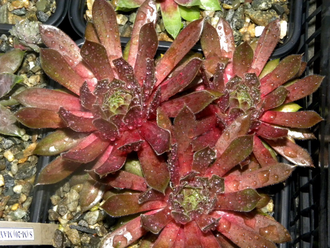 Sempervivum 'MAYA'- розетка