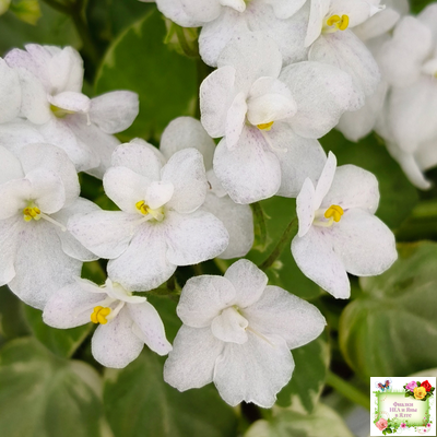 Ва-Банк (Л. Мещерякова) листовая химера (стартер сорт)