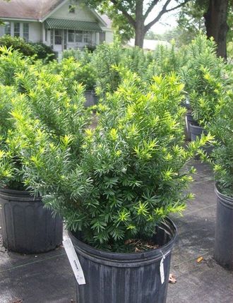 Тис средний Денсиформис (Taxus media Densiformis)