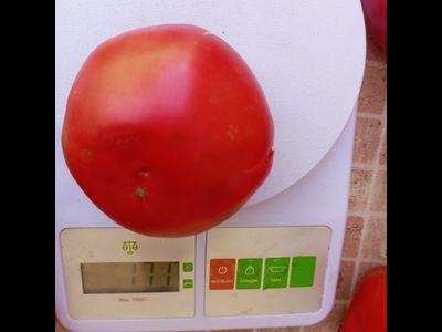 Томат Гном Вкусное вино (Dwarf Tasty Wine) Австралия, США