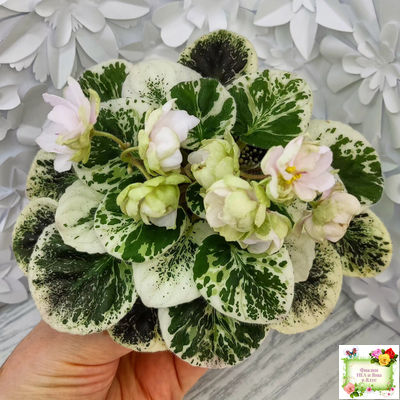 ЛЕ-Элли (Е. Лебецкая)