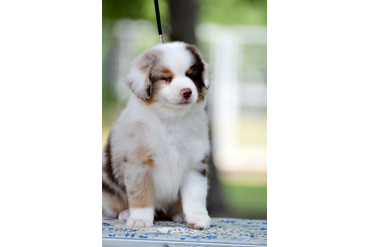 Дилан малыш