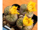 Lithops fulviceps v.laevigata C412 - Pofadder (MG-1593.2)  - 10 семян