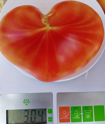 Томат Тайна Марсии (Marcy's Mystery) США