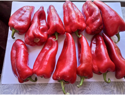 Перец сладкий Хорват