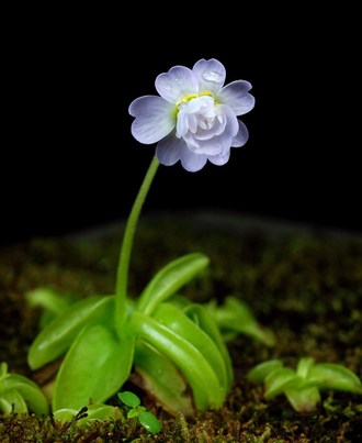 Pinguicula Primuliflora Rose - Пингвикула примулофлора розе, жирянка роза