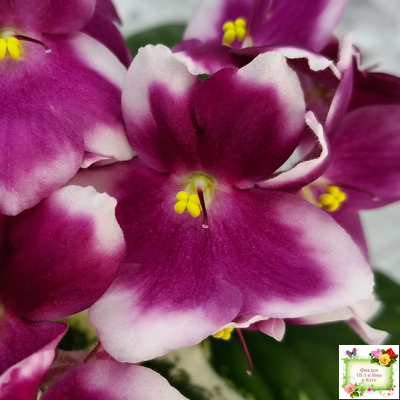 KZ-Источник Вдохновения (И. Заикина) 2023 г. (стартер сорт)