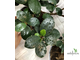 Ficus Formosa Panda / фикус Панда