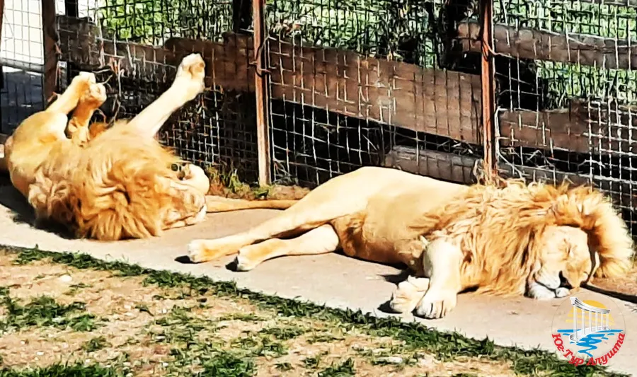 Львы в Тайгане