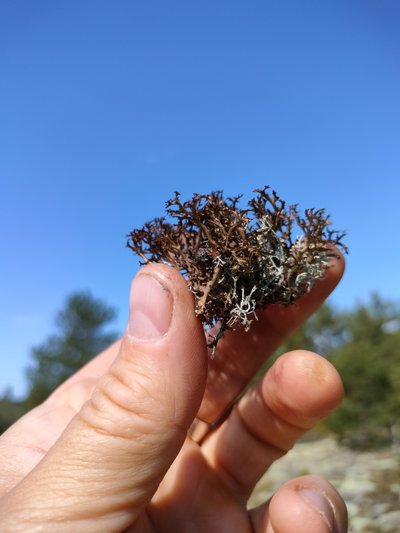 Пешая прогулка "Щельга: ледниковое прошлое Заонежья"