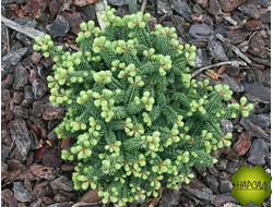 Пихта бальзамическая "Пикколо" (1 м)