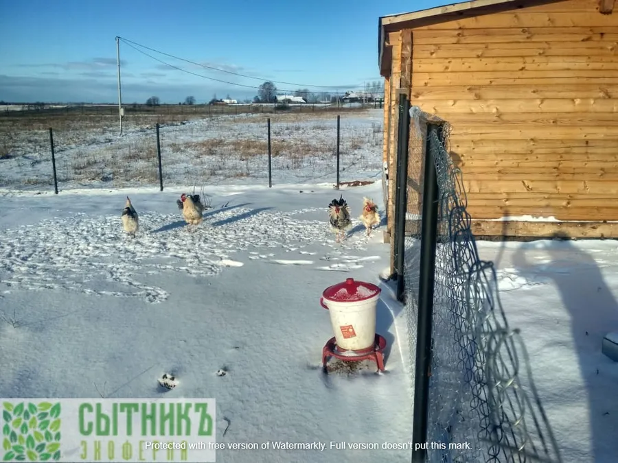 Зимний выгул для фермерских кур