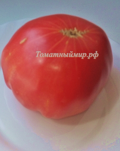 Томат Итальянское дерево (Italian Tree) Италия