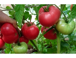 Томат Бурлак минусинский