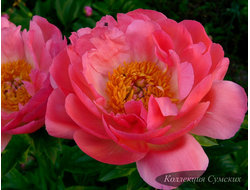 Пион Pink Hawaiian Coral (Пинк Гавайан Коралл)