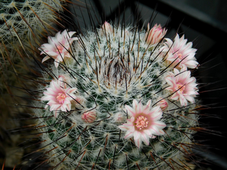 Mammillaria ritteriana - 10 семян